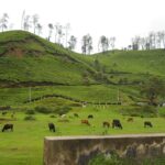 Peaceful in India