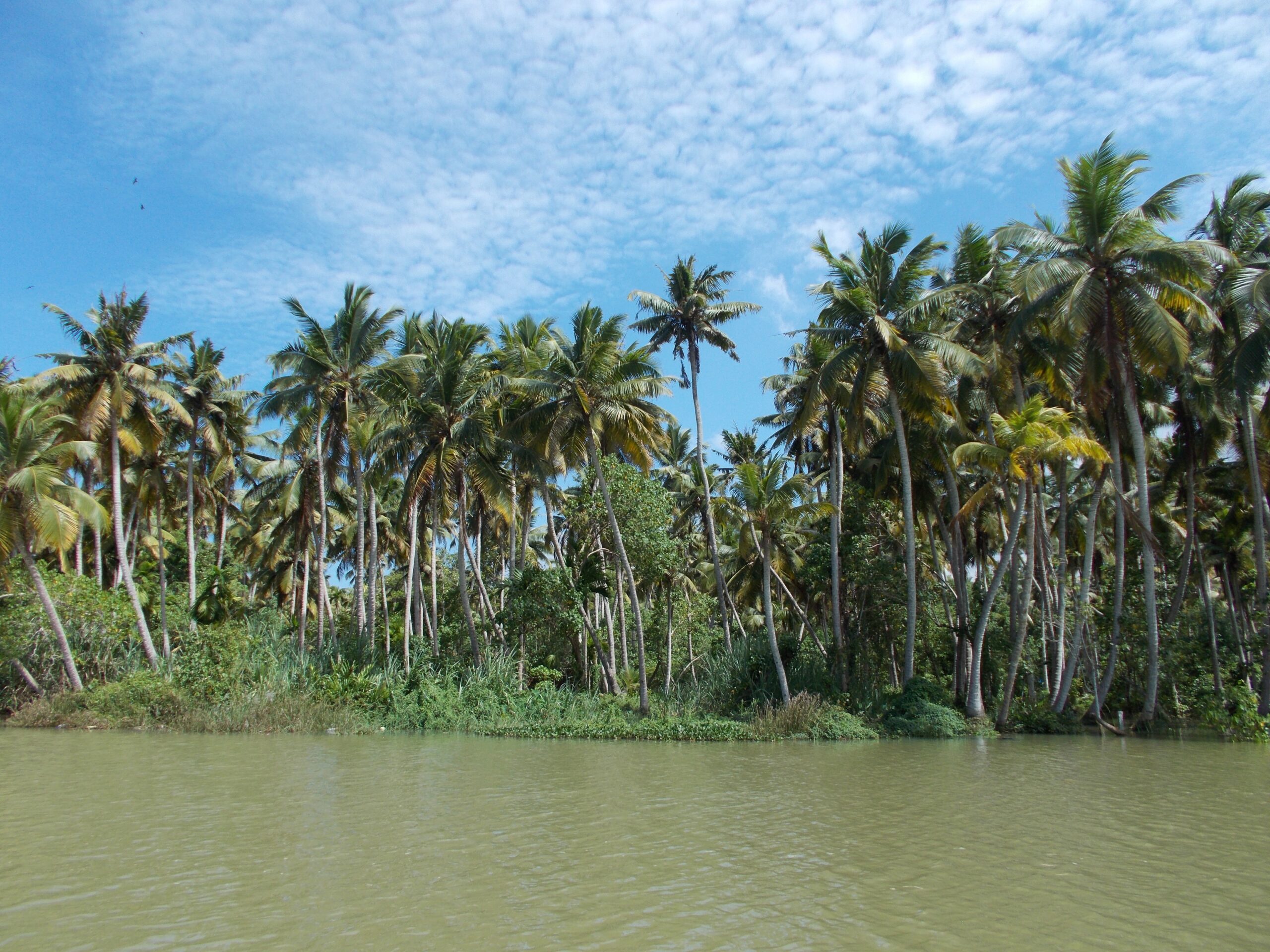 backwaters-726181