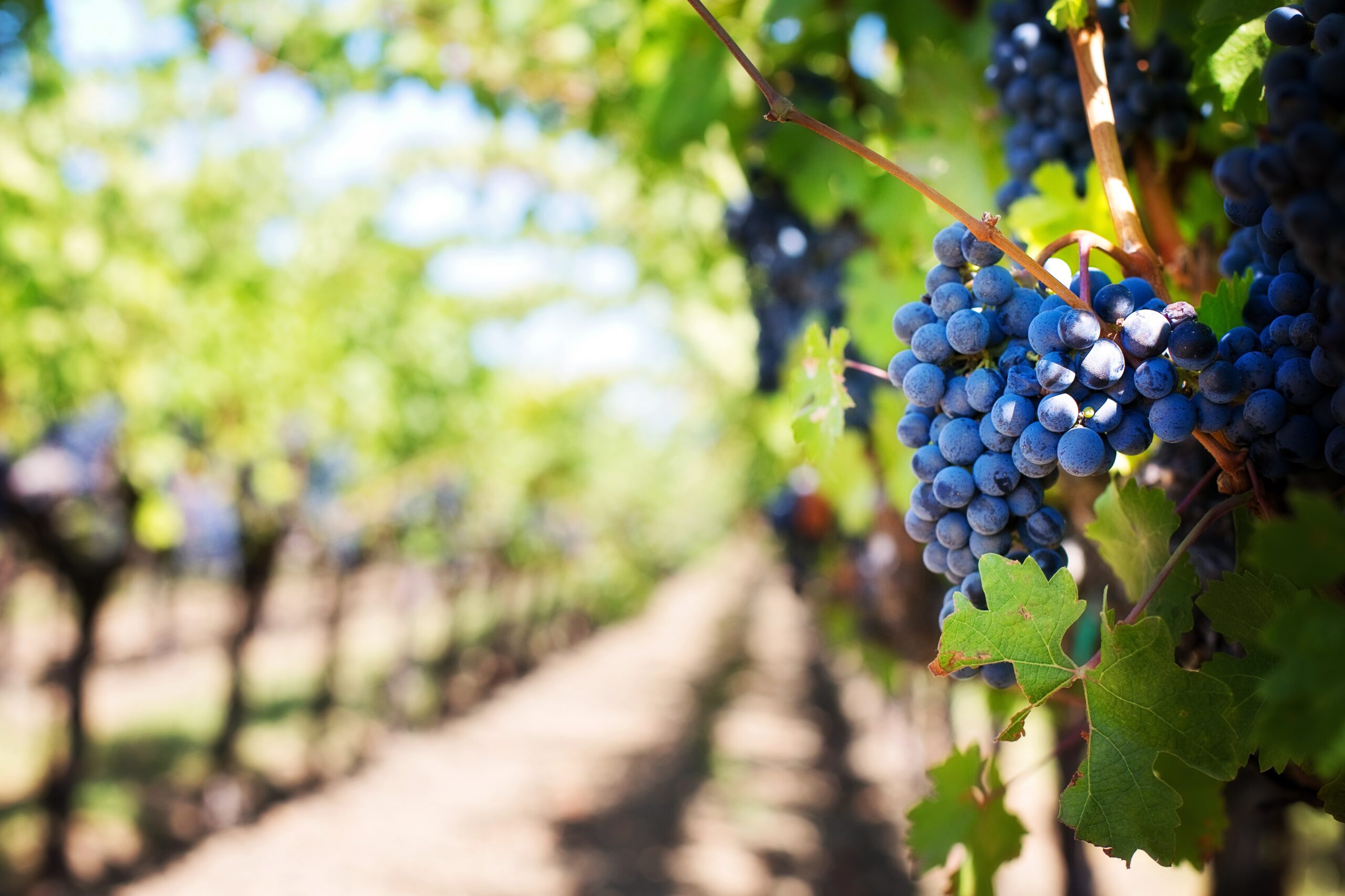 grapes-553463
